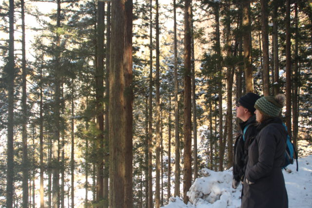 Snowy Cedars